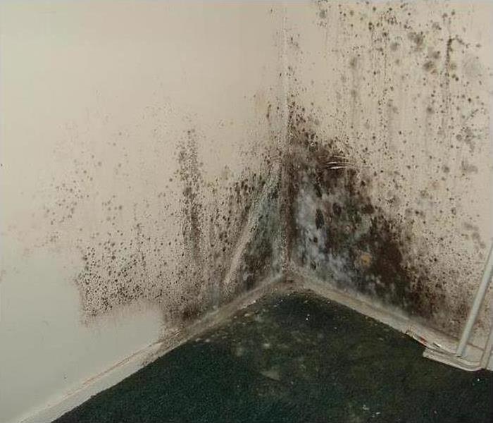 White wall with mold on it.